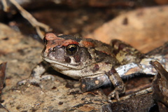 Sclerophrys pardalis