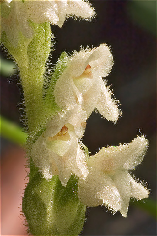 Goodyera repens