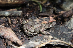 Sclerophrys pardalis