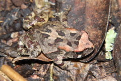 Sclerophrys pardalis