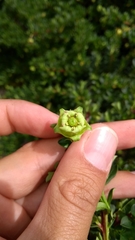 Escallonia myrtilloides