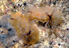 Halgerda malesso