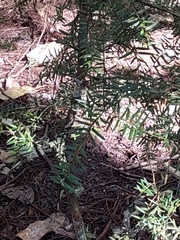 Podocarpus totara