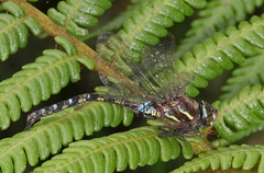 Rhionaeschna marchali