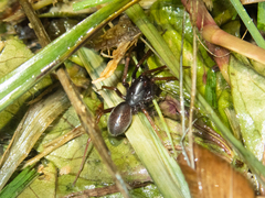 Oedignatha