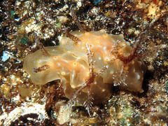 Halgerda malesso