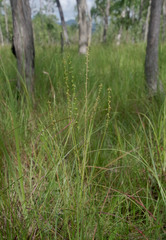 Stackhousia intermedia