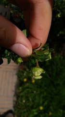 Escallonia myrtilloides