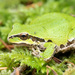 Pacific Chorus Frog - Photo (c) Thomas Barbin, some rights reserved (CC BY-NC), uploaded by Thomas Barbin