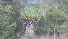 Furcraea longaeva