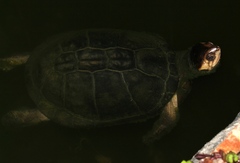 Pelusios rhodesianus