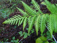 Woodwardia fimbriata image