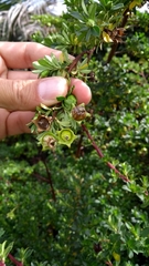 Escallonia myrtilloides