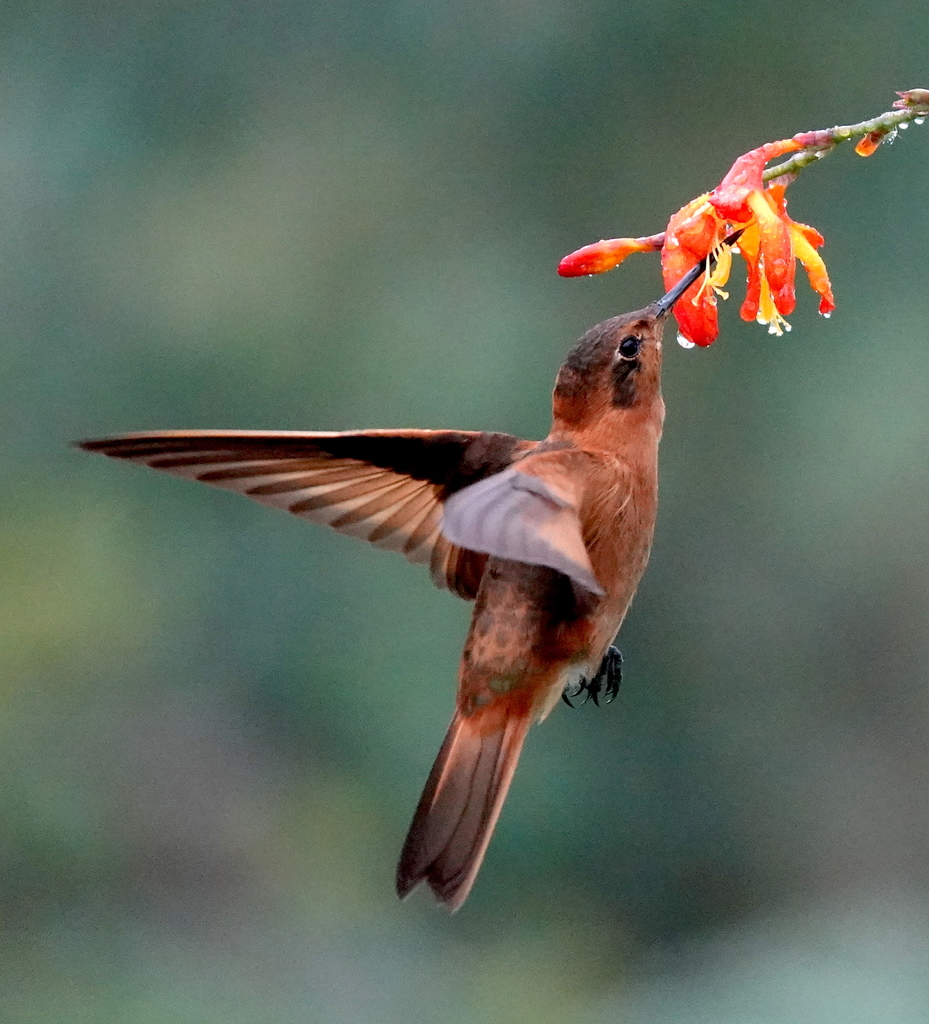 Shining Sunbeam photo
