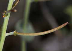 Streptanthus barbatus