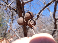 Disholcaspis pruniformis