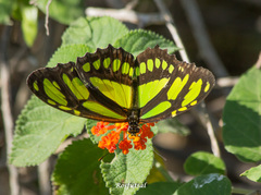 Philaethria wernickei