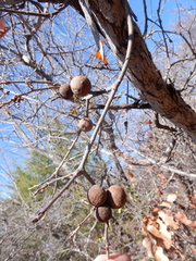 Disholcaspis pruniformis