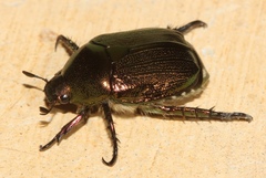 Rutelinae
