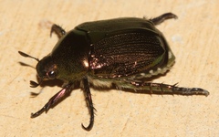 Rutelinae