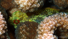 Sebastapistes coniorta