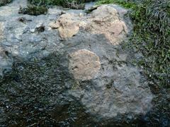 Ionaspis lacustris