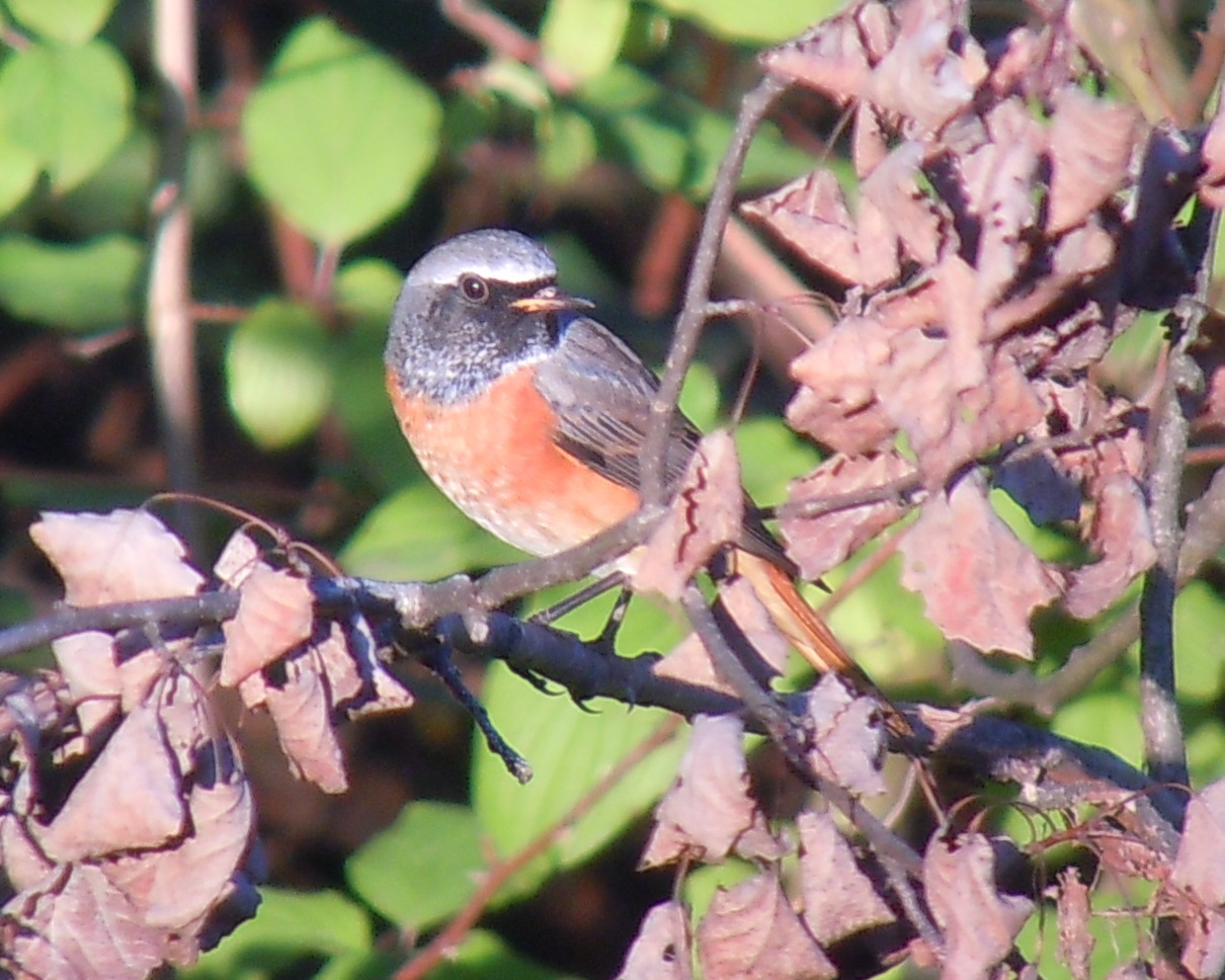 Common Redstart