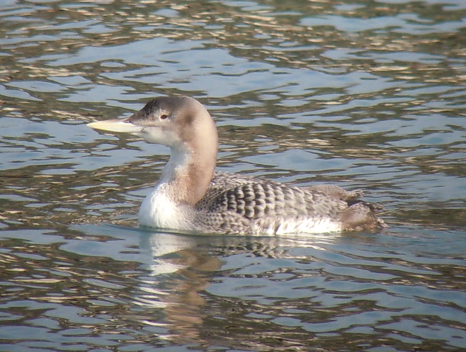 Yellow-billed Loon
