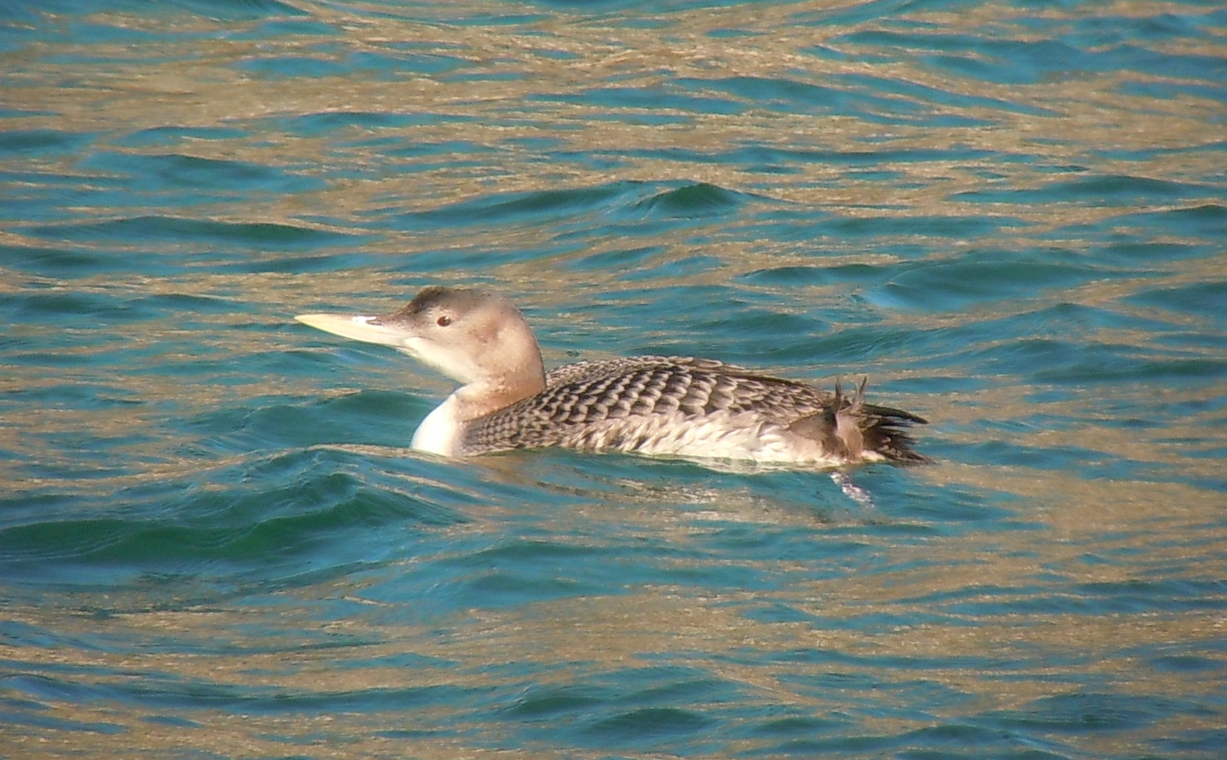 Yellow-billed Loon