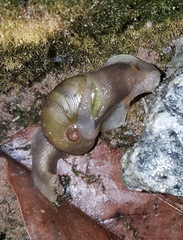 Gastropoda