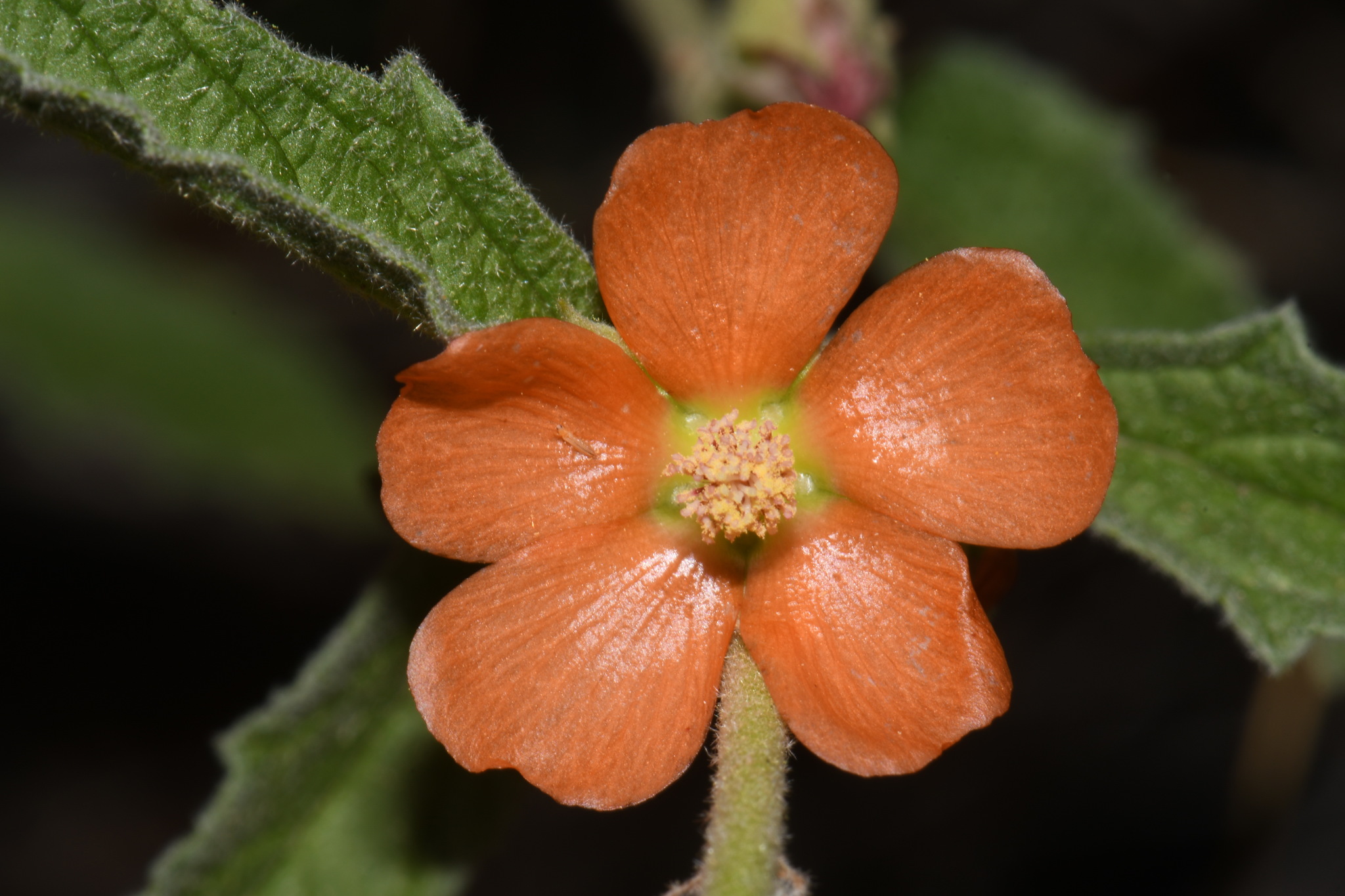 Sphaeralcea angustifolia var. angustifolia