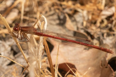 Oxyagrion rubidum