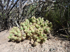 Maihueniopsis ovata