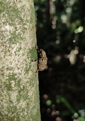 Euparius tigris