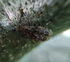 Euparius tigris
