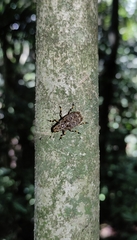 Euparius tigris