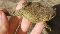 Sclerophrys gutturalis