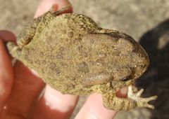 Sclerophrys gutturalis