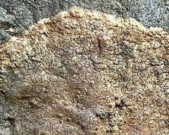 Ionaspis lacustris
