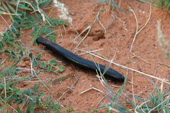 Archispirostreptus gigas