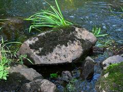 Ionaspis lacustris