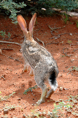 Lepus saxatilis