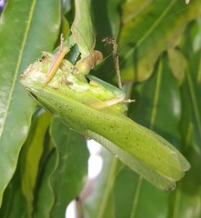 Orthoptera