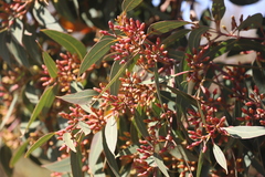 Eucalyptus staeri