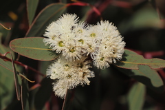 Eucalyptus staeri
