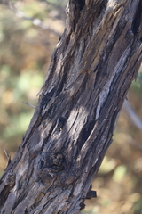 Eucalyptus staeri