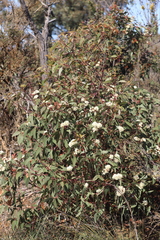 Eucalyptus staeri