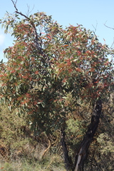 Eucalyptus staeri