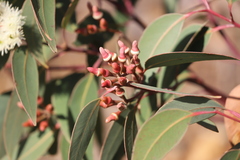 Eucalyptus staeri