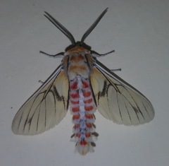 Balacra rubrostriata